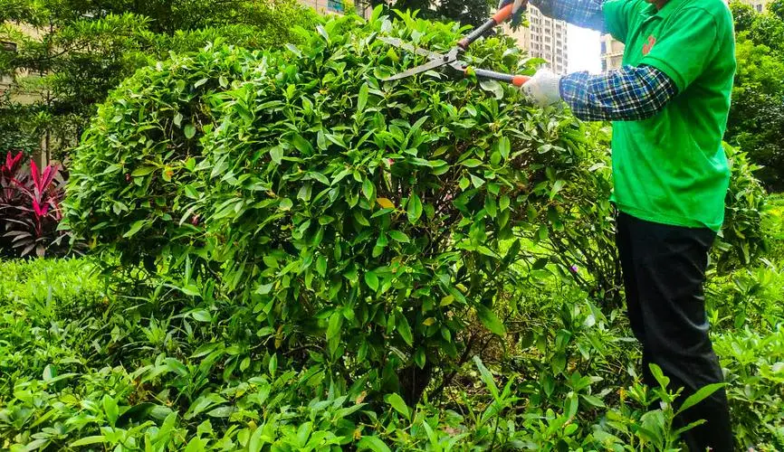 金昌商住小區(qū)綠化工程項目