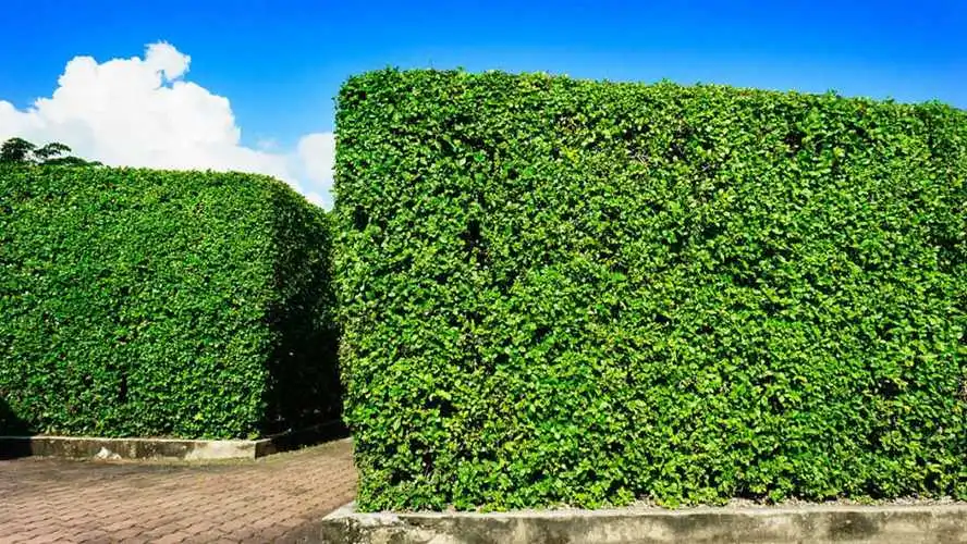門頭溝礦區(qū)綠化工程 門頭溝礦區(qū)綠化工程